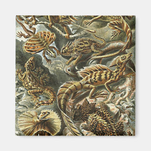 Aimant Haeckel Lizard Porté Dragon Iguana Peinture