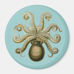 Aimant Haeckel Octopus