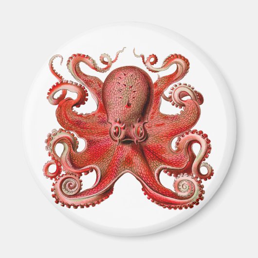 Aimant Haeckel Octopus Red (Devant)
