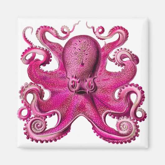 Aimant Haeckel Octopus rose (Devant)