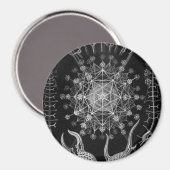 Aimant Haeckel Phaeodaria (Recto/Verso)