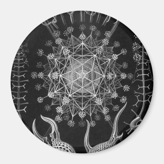 Aimant Haeckel Phaeodaria (Devant)