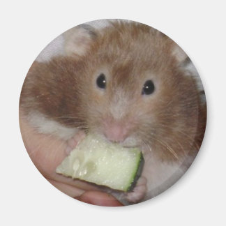 Aimant hamster