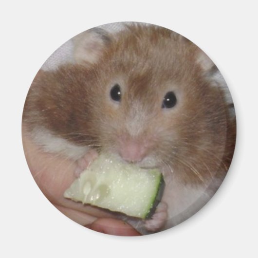 Aimant hamster (Devant)