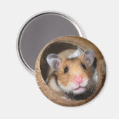 Aimant Hamster Syrien Pour Animaux - Hamster Standard - O (Recto/Verso)