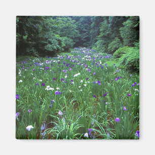 Aimant Hana Shobu (Iris d'eau japonais), Meiji-jingu,