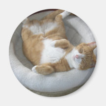 Happy Cat