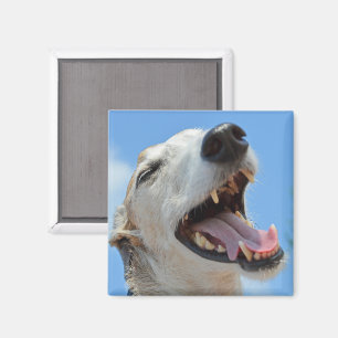 Aimant Happy Smiling Greyhound Face Closeup