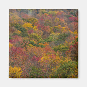Aimant Hardwood Forest in Randolph County, West Virginia