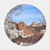 AIMANT HARE (Devant)