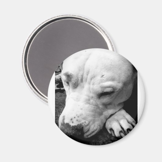 Aimant harry potier cicatrice chien blanc pit bull (Recto/Verso)