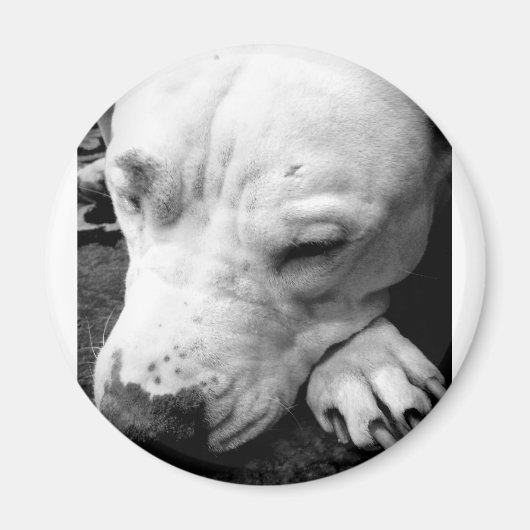 Aimant harry potier cicatrice chien blanc pit bull (Devant)
