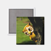 Aimant Harvey le hibou II (Recto/Verso)