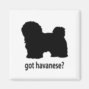 Aimant Havanese obtenu