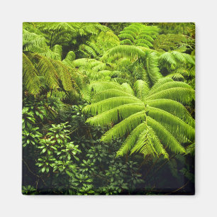 Aimant Hawaii, Grande Ile, Verdure tropicale luxuriante e