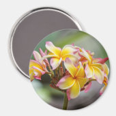 Aimant Hawaii Plumeria rose (Recto/Verso)