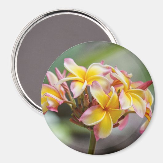 Aimant Hawaii Plumeria rose (Recto/Verso)