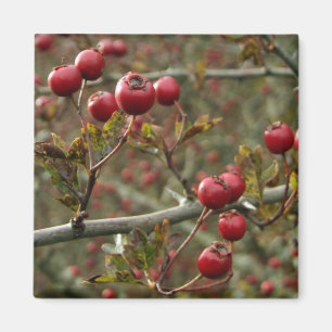 Aimant Hawthorn Berries