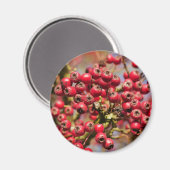 Aimant Hawthorn Berries (Recto/Verso)
