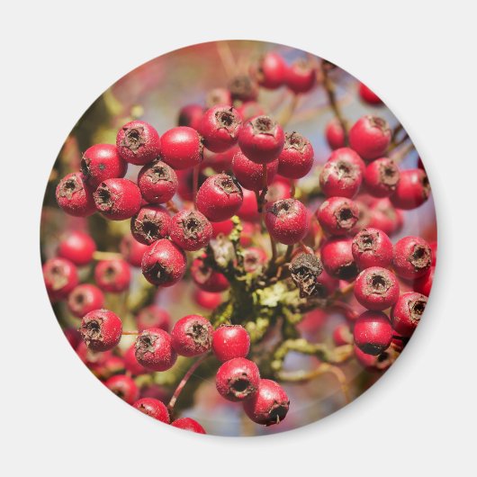 Aimant Hawthorn Berries (Devant)