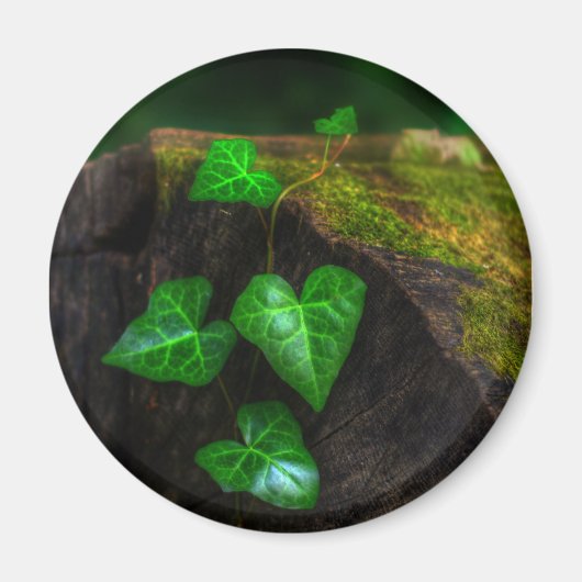 Aimant Hearts of Ivy (Devant)