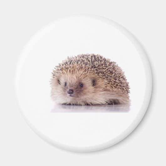 Aimant Hedgehog, (Devant)