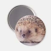 Aimant Hedgehog, (Recto/Verso)