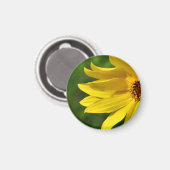 Aimant Hélénium de marguerite jaune (Recto/Verso)