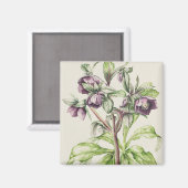 Aimant Helleborus Orientalis de Helen Ballard (Recto/Verso)