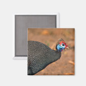 Aimant Helmeted Guinea Fowl (Numida meleagris). Afrique, (Recto/Verso)
