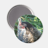 Aimant Hen bleu (Recto/Verso)