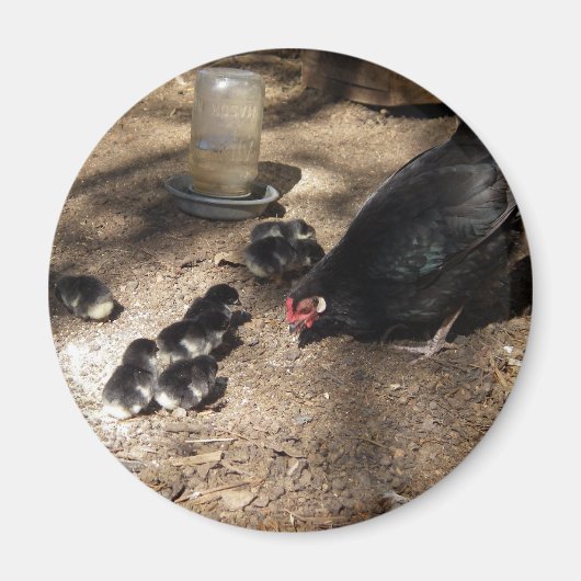 Aimant Hen Et Bébé Poussins (Devant)