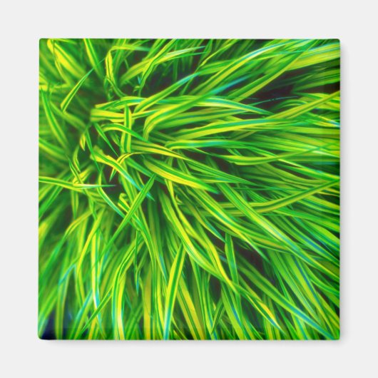 Aimant Herbe (Devant)