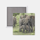 Aimant Herbe africaine d'éléphants (Recto/Verso)