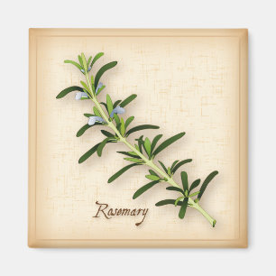 Aimant Herbe de romarin