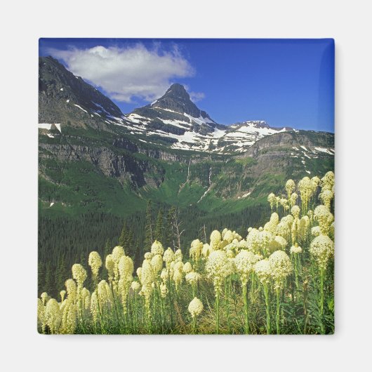 Aimant Herbe d'ours à Logan Pass dans le parc national de (Devant)