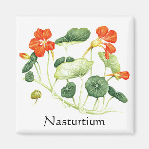 Aimant Herbe - Série de jardins - Nasturtium
