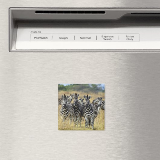Aimant Herbe Zebra (In Situ (Lave-vaisselle))