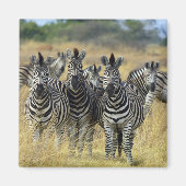 Aimant Herbe Zebra (Devant)