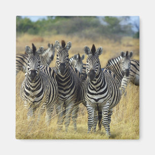 Aimant Herbe Zebra