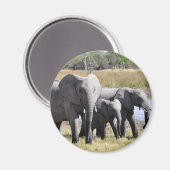 Aimant Herbes d'éléphants d'Afrique (Recto/Verso)