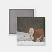 Aimant Hereford Calf - Ferme Rustique (Recto/Verso)