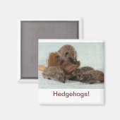 Aimant Hérisson (Recto/Verso)