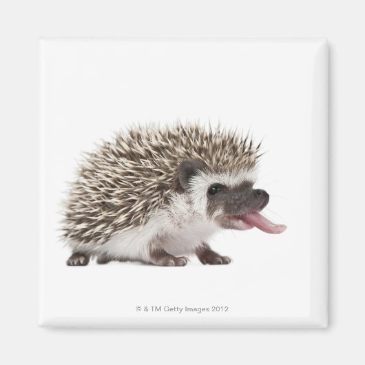 Aimant Hérisson à quatre pattes - Atelerix albiventris (Devant)