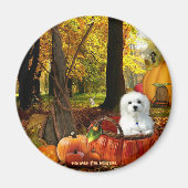 Aimant Hermes le Maltais (Devant)