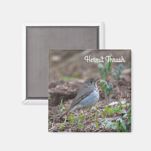 Aimant Hermite Thrush (Recto/Verso)