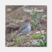 Aimant Hermite Thrush (Devant)