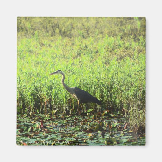 Aimant Heron 6449 (Devant)