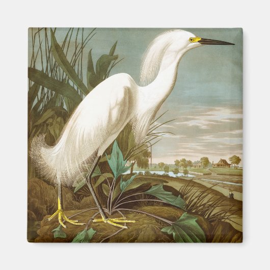 Aimant Héron blanc par John James Audubon (Devant)