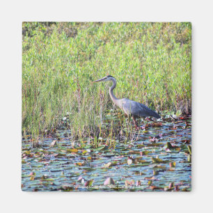 Aimant Heron P6450